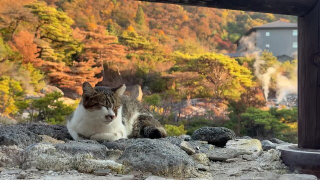 Stray cats relaxing in a traditional Japanese hot spring town (Onsen)