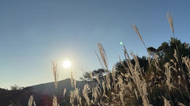 Japanese silver grass swaying in the wind against a bright sunset sky