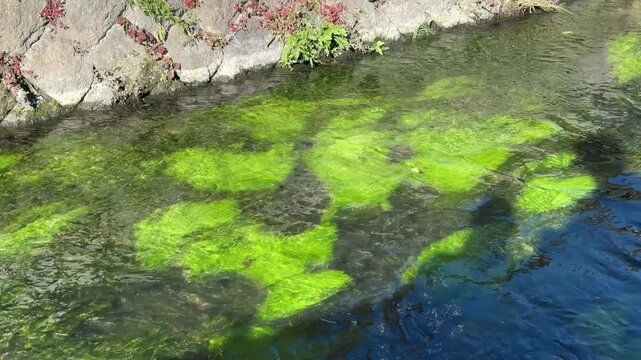 Clear river water flowing over vibrant green moss and aquatic plants