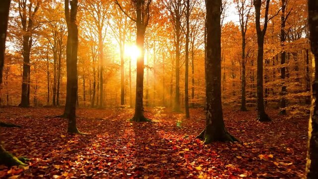 Dappled Sunlight amber glow autumn visual pattern A wide, serene, and immersive shot of a dense autumnal forest during golden hour. Low angle sunlight pierces through the