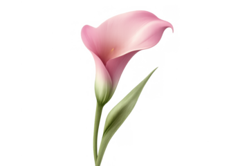 Pink calla lily flower on transparent background, delicate botanical bloom for spring decor and events