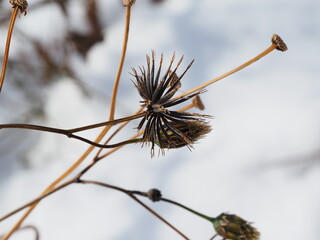 センダングサ、ひっつき虫