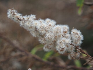 セイタカアワダチソウの線毛