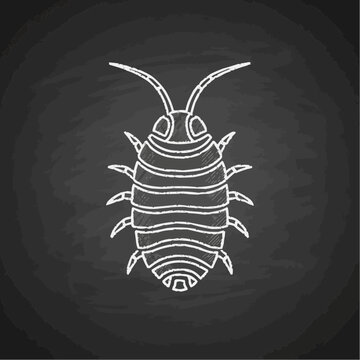 Detailed illustration of a pillbug on a chalkboard background