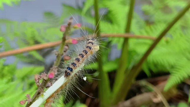 The caterpillar of the sponge moth (Lymantria dispar), formerly known as the gypsy moth, is a significant forest pest in many parts of the world. It has a toxin in its hairs that