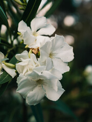 Nerium oleander