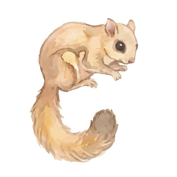 Watercolor-style flying squirrel illustration／モモンガ