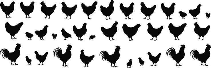 Chicken silhouettes collection, hen rooster chick icons, farm poultry vector illustration set, black animal shapes, isolated on white background, for stock design use © Vector's World