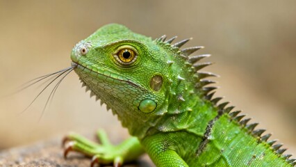 Obraz premium Close Up of a Green Iguana Head with Detailed Scaly Texture
