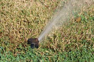 Sprinkler head spraying water over lawn grass