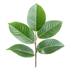 Vibrant Green Leaves on a Branch Isolated