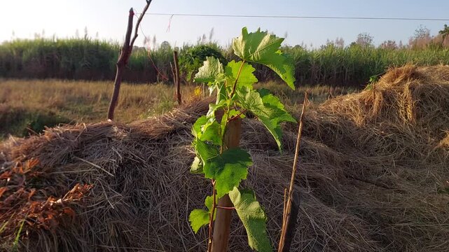 Close-up video of a young grapevine plant growing in an agricultural field. Fresh green leaves sprouting from grape branch in natural sunlight, representing agriculture, plant growth, farming, and org
