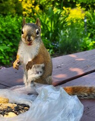 squirrel in the park