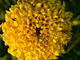 yellow chrysanthemum flower