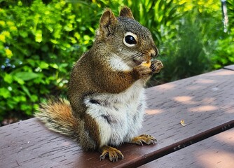 squirrel eating nut