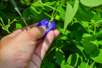 Hands Holding Fresh Blue Butterfly Pea Flower (Clitoria ternatea) in a Green Garden. Close-up of...