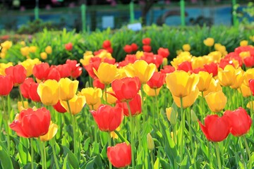 봄 정원풍경,튤립