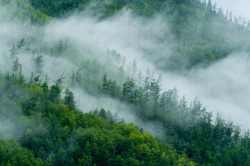 A picturesque fog envelops the coniferous trees. Fog in the taiga.