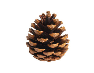 A single pine cone against a black background