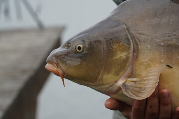 Carp fish close-up showing detailed scales and texture © PeakDreams Studio