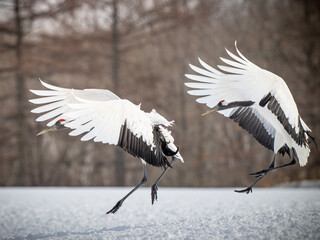 Red-crowned crane