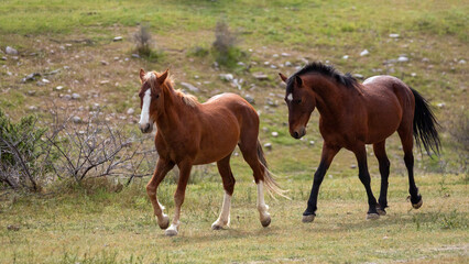 Fototapeta premium Aggressive Wild Horse Stallions arching necks and facing off before Fighting for Dominance at Salt River Arizona United States