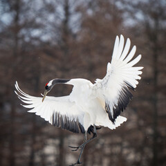 Red-crowned crane