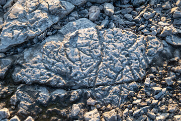 Weathered Rock Surface, Cracked Stone, and Subtle Light reveal Ancient Textures, where Time, Erosion, and Nature shape a Raw, Silent, and Enduring Landscape in Baie Sainte-Claire, in Anticosti Island