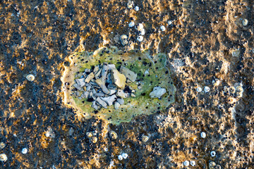 Balanomorpha, an order of Barnacles in the Coast of Baie Sainte-Claire, in Anticosti Island, Quebec, Canada