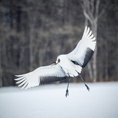 Red-crowned crane