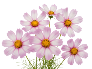 A beautiful arrangement of pink and white daisy flowers with yellow centers and green foliage set against a black background