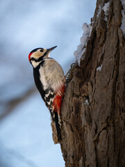 woodpecker on a tree