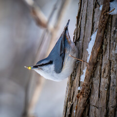 Nuthatch