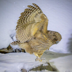 Blakiston's fish owl