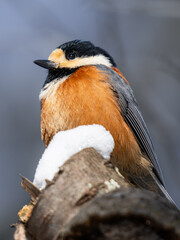 Varied Tit