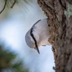Nuthatch