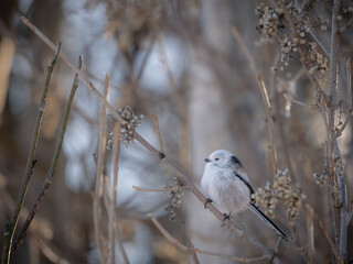 Japanese snow fairy © motoshi.0123