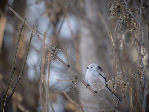 Japanese snow fairy