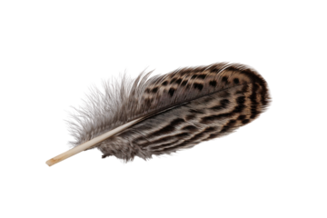 Detailed brown and grey bird feather with patterned markings on black background macro close-up
