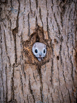Pteromys volans
