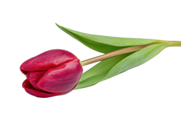 Single deep red tulip flower with green leaves on black background bloom blossom