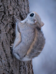 Siberian flying squirrel