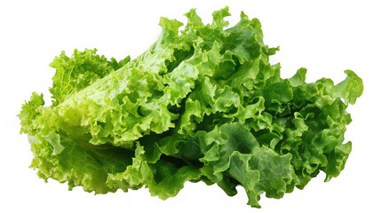 Freshly harvested vibrant green leaf lettuce with beautifully ruffled edges isolated on a transparent background ready for salad preparation.