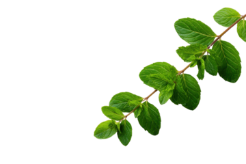 Fresh green mint leaves on a dark black background studio shot herb plant