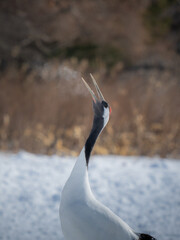 Japanese crane
