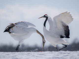 Red-crowned crane