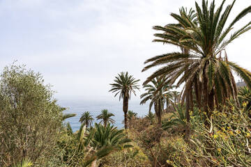 Fototapeta premium Tropical palm trees and coastal vegetation on hillside with calm ocean horizon in hazy weather at Rambla de Castro, Tenerife, Canary Islands, Spain.