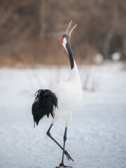 Japanese crane