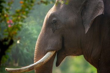 asian elephant in zoo