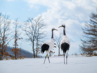 Red-crowned crane